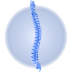 Spine