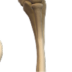 Ulna