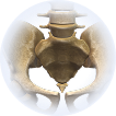 Pelvic