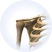 Humerus