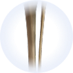 Tibia